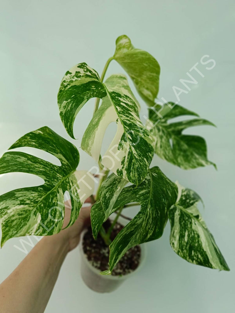 Monstera variegata albo