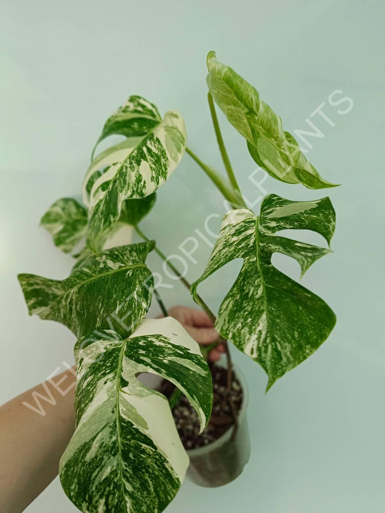 Monstera variegata albo