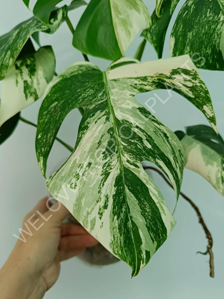 Monstera variegata albo