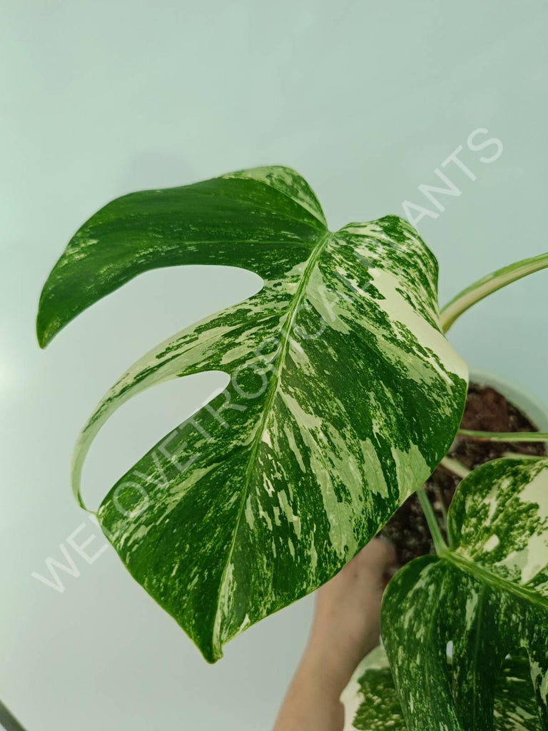 Monstera variegata albo