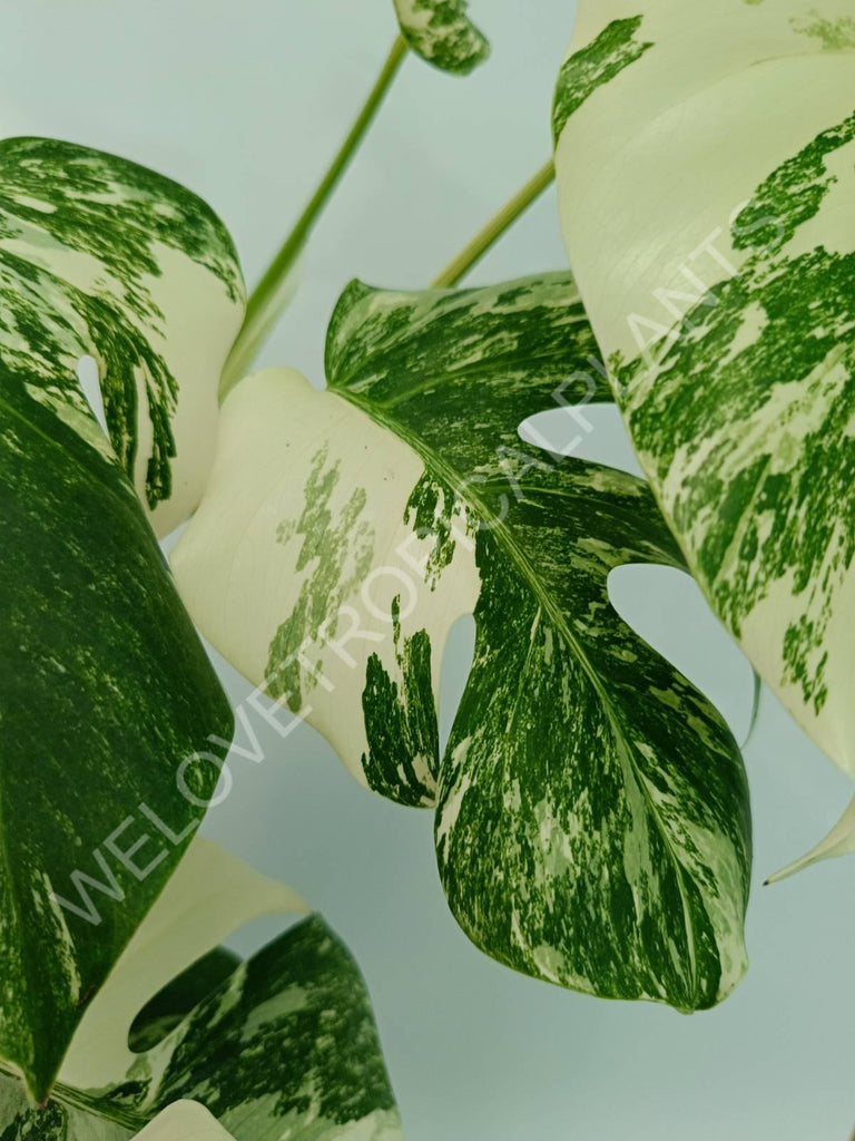 Monstera variegata albo