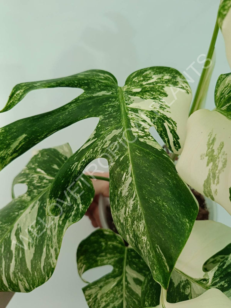 Monstera variegata albo