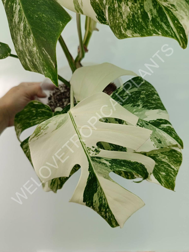 Monstera variegata albo