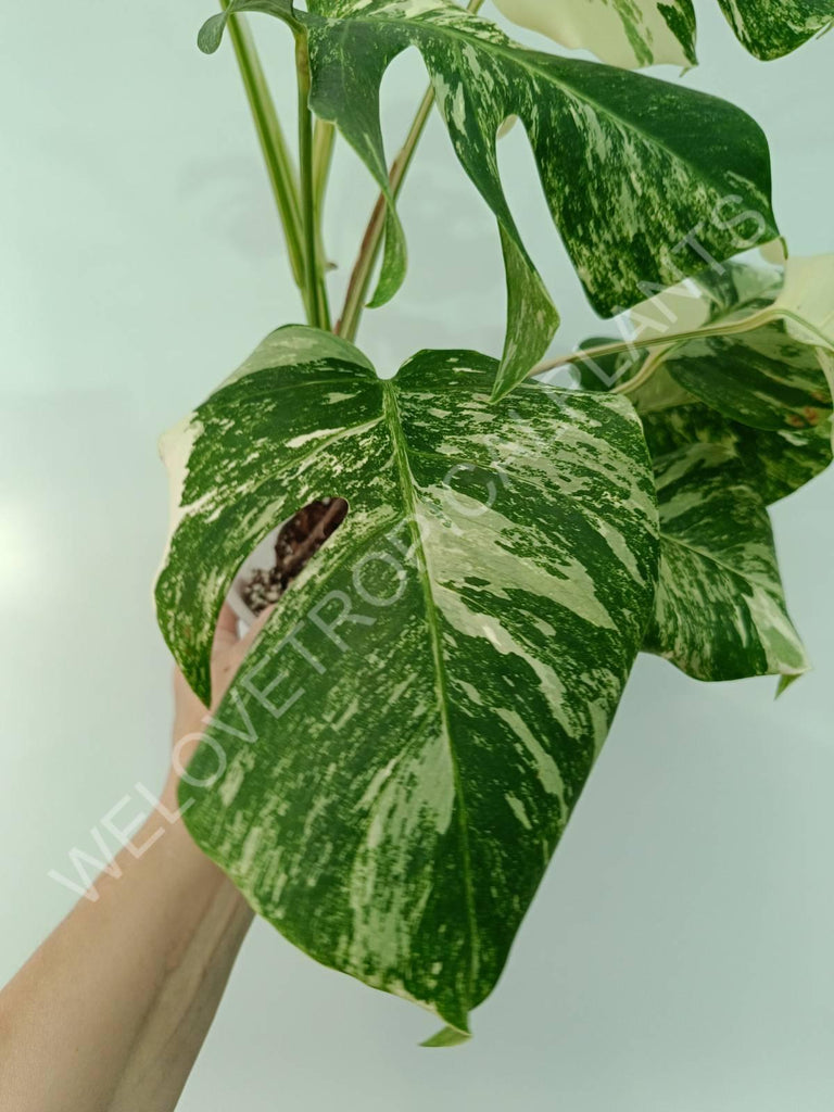 Monstera variegata albo