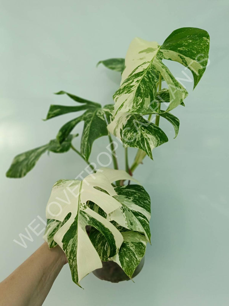 Monstera variegata albo