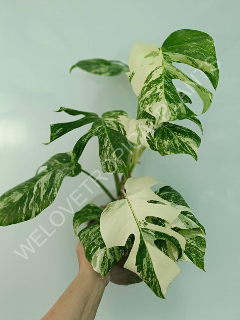 Monstera variegata albo