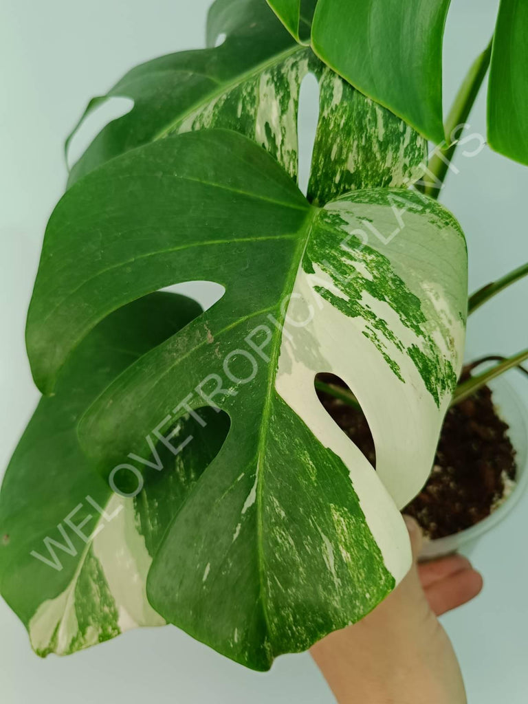 Monstera variegata albo