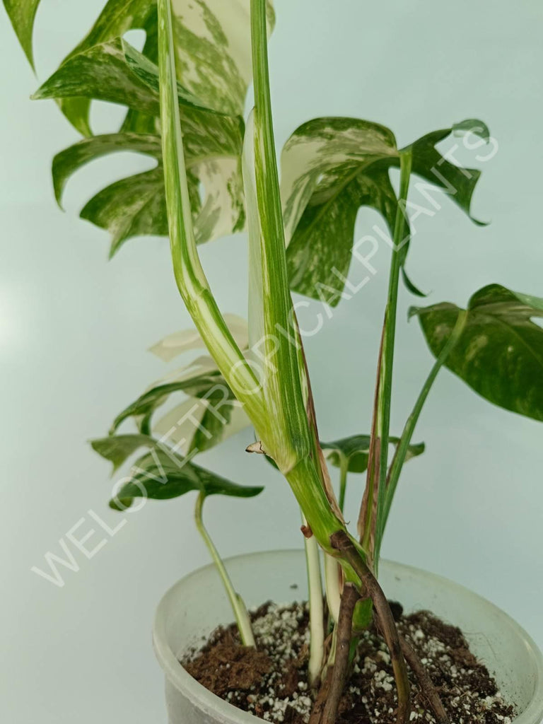 Monstera variegata albo