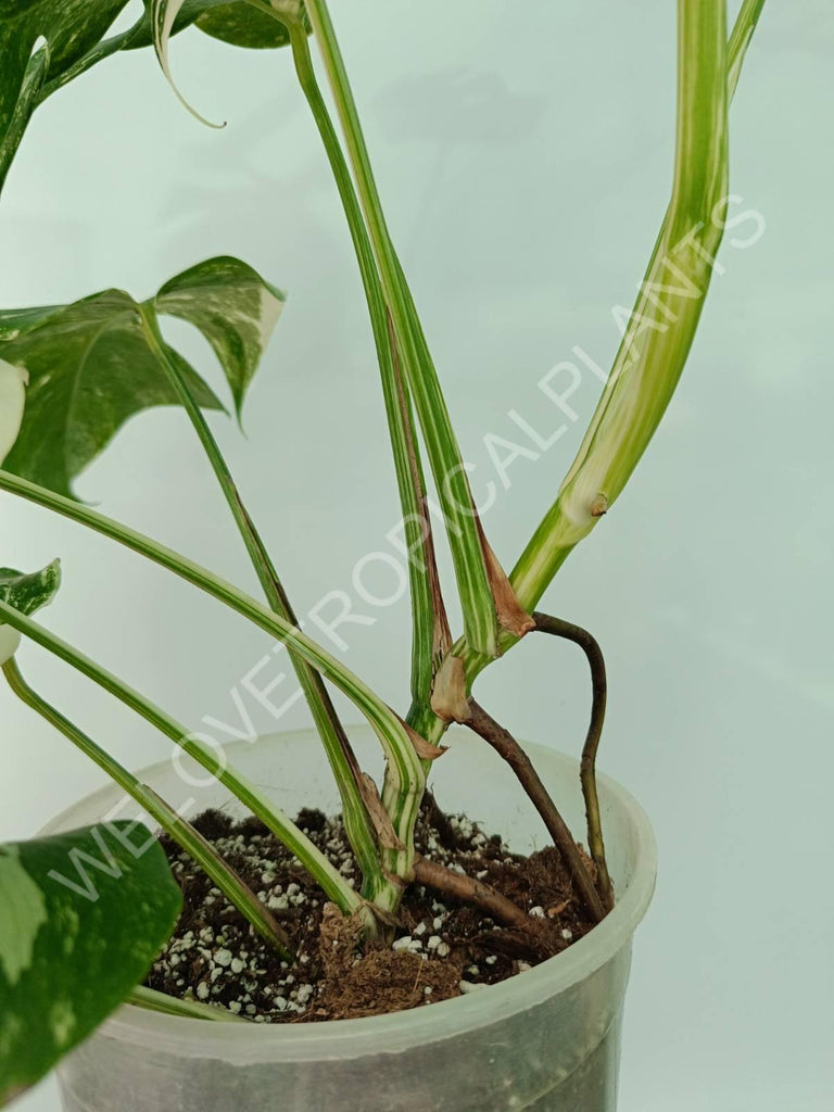 Monstera variegata albo