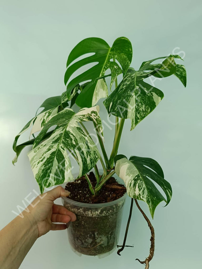 Monstera variegata albo