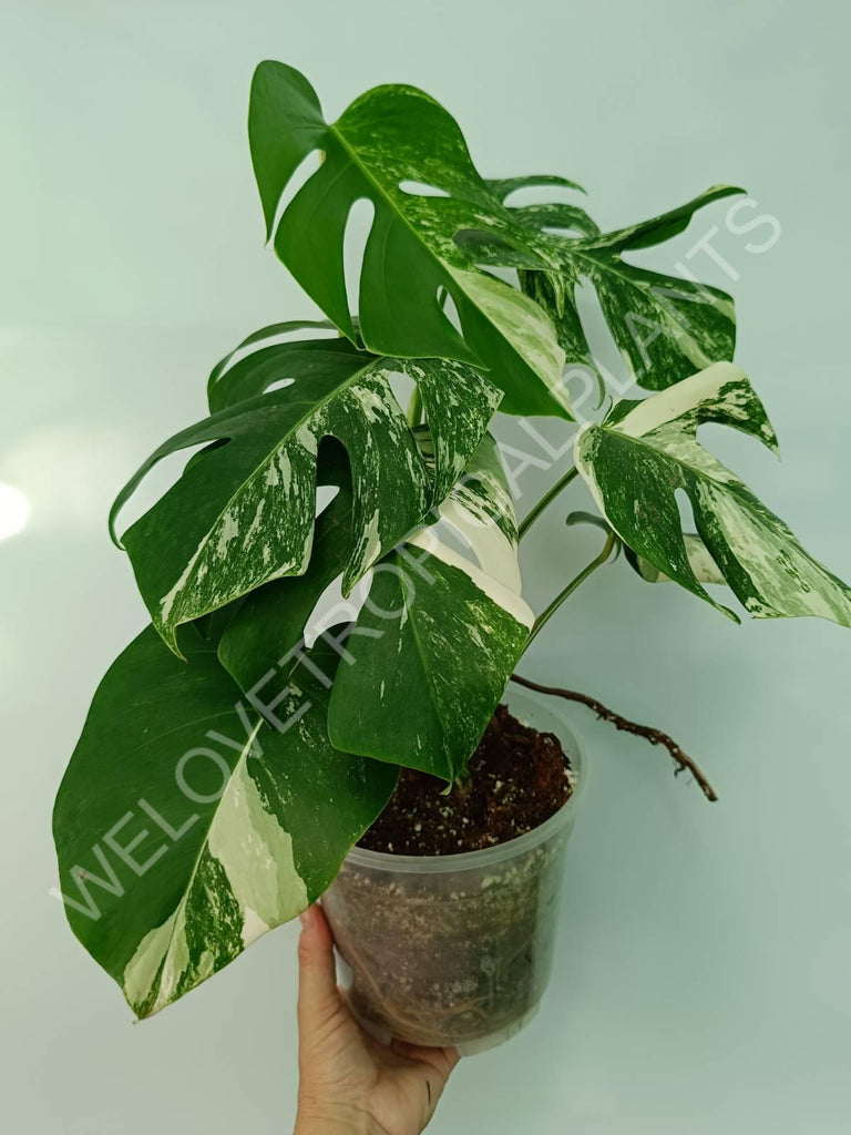 Monstera variegata albo