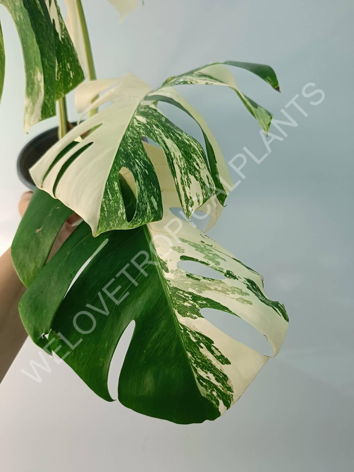 Monstera variegata albo