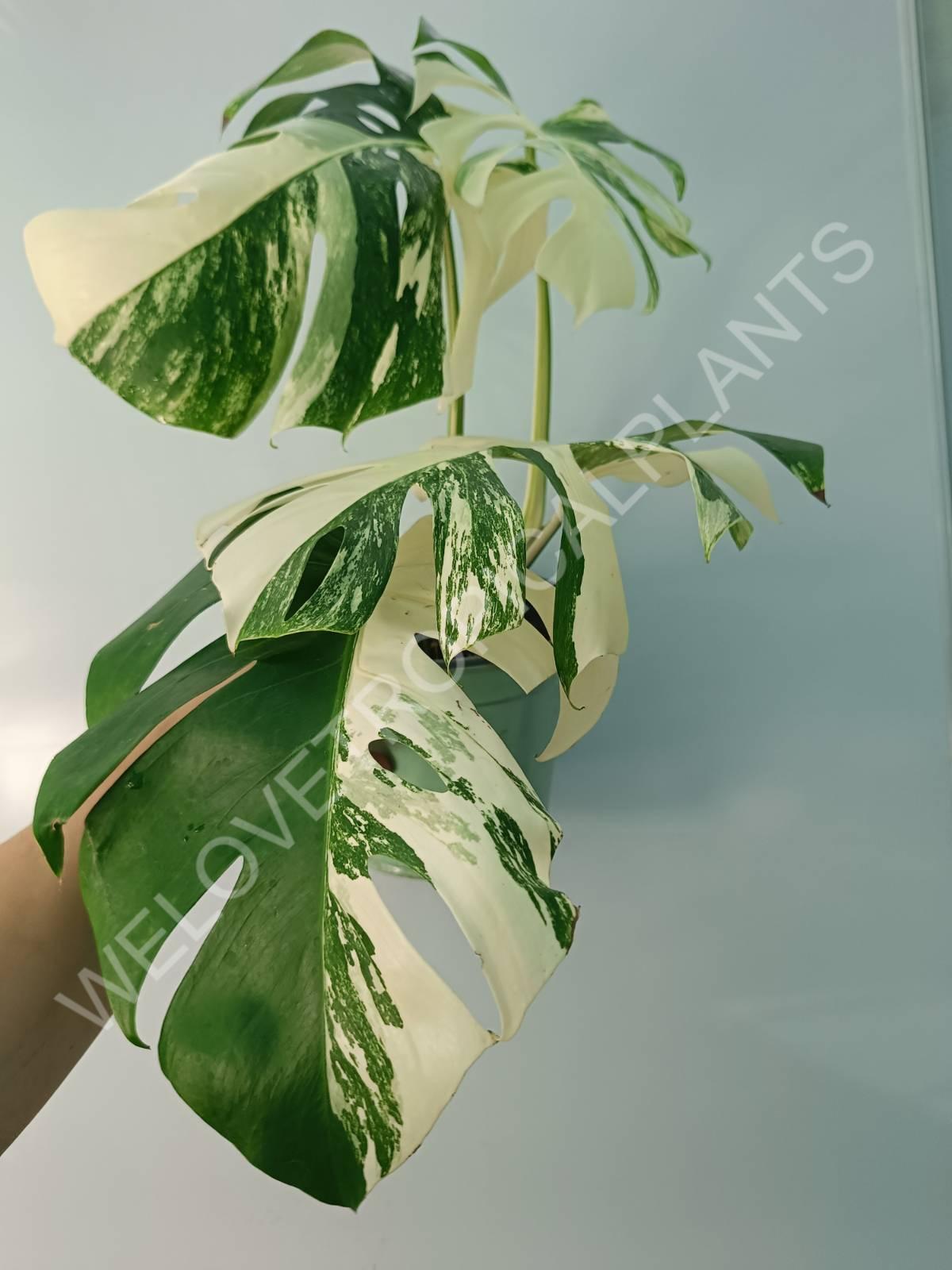 Monstera variegata albo