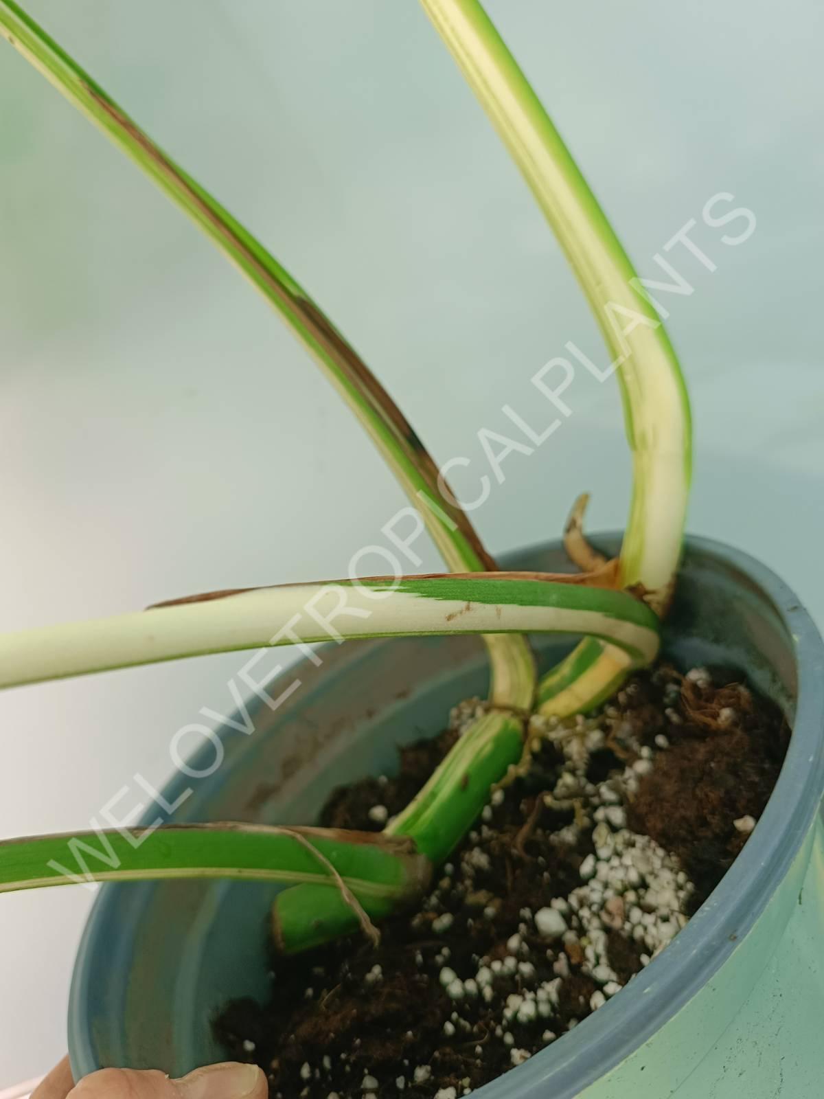 Monstera variegata albo