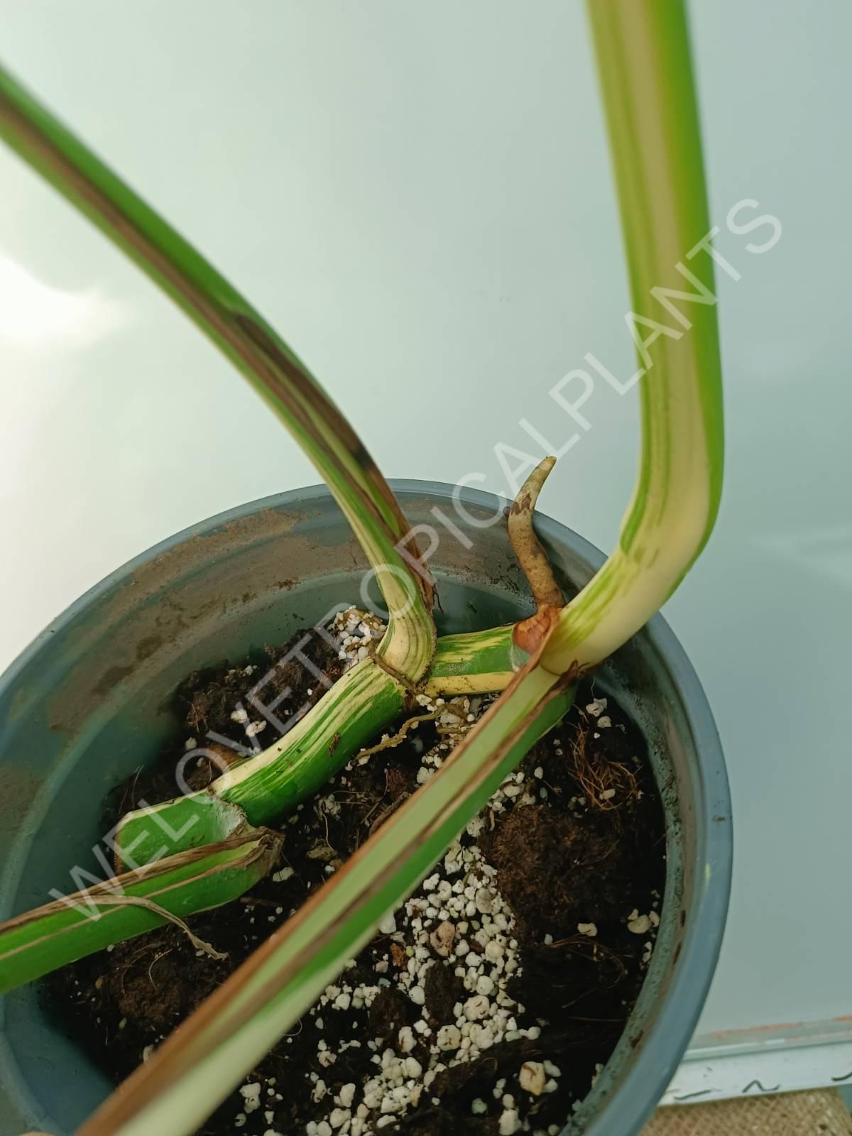 Monstera variegata albo