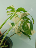 Monstera variegata albo