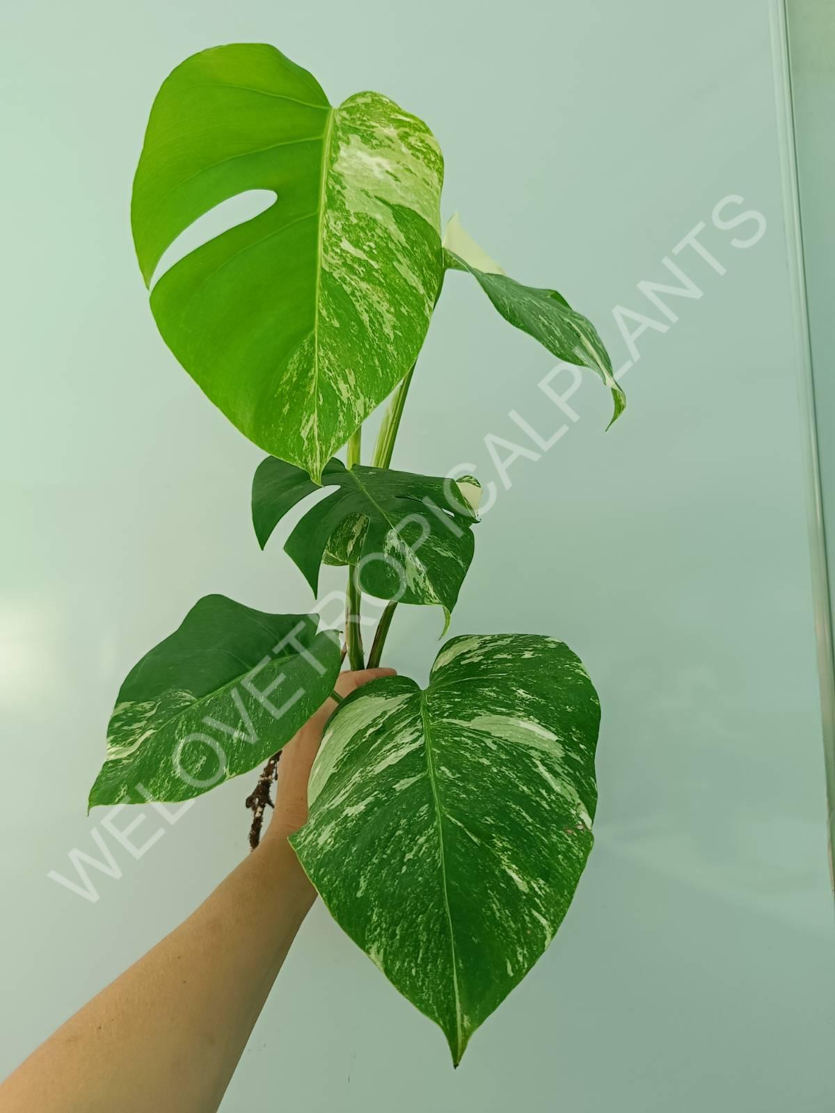 Monstera variegata albo