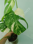 Monstera variegata albo