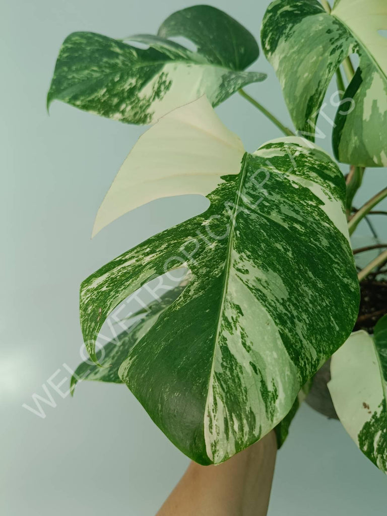 Monstera variegata albo