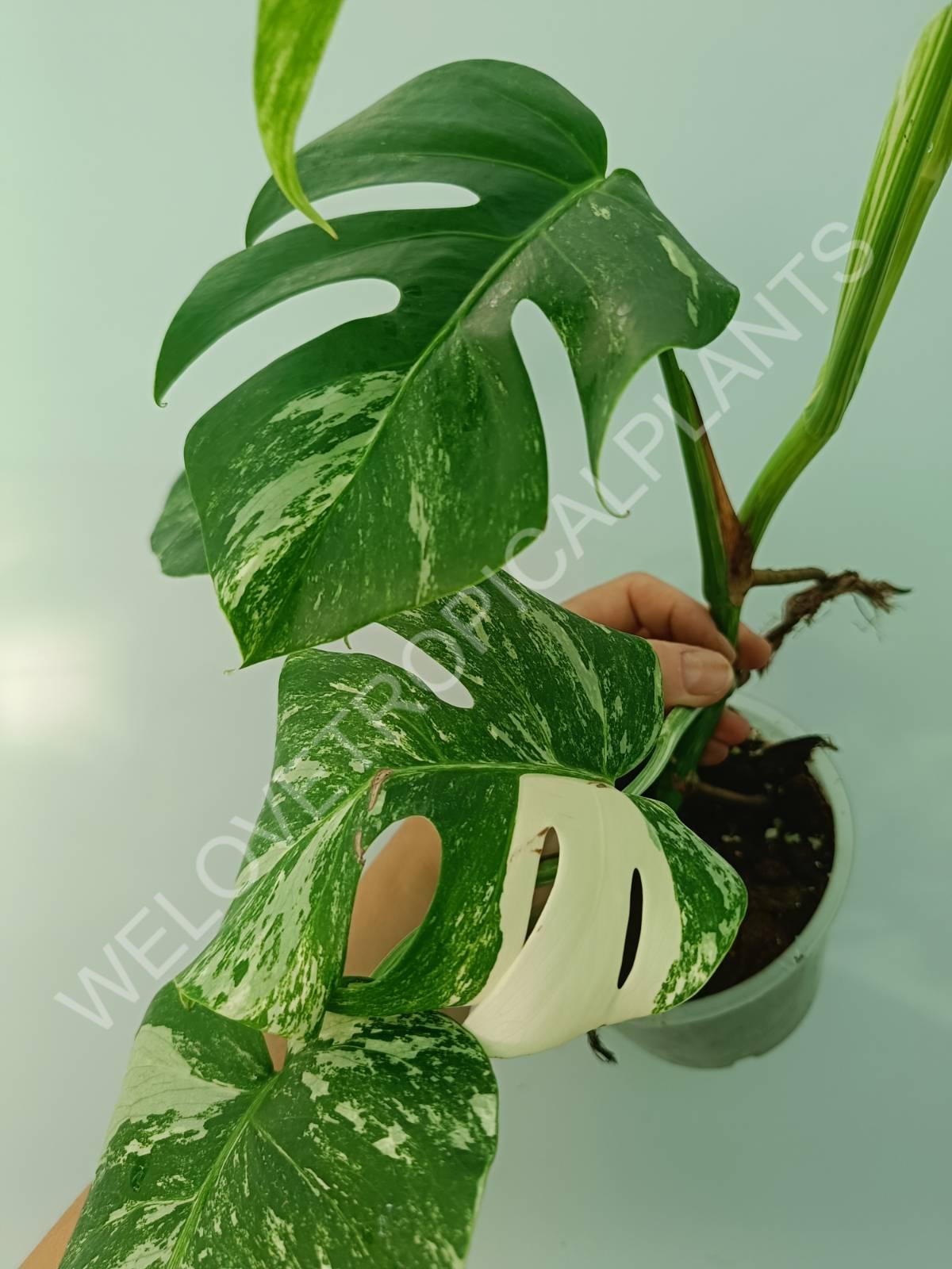 Monstera variegata albo