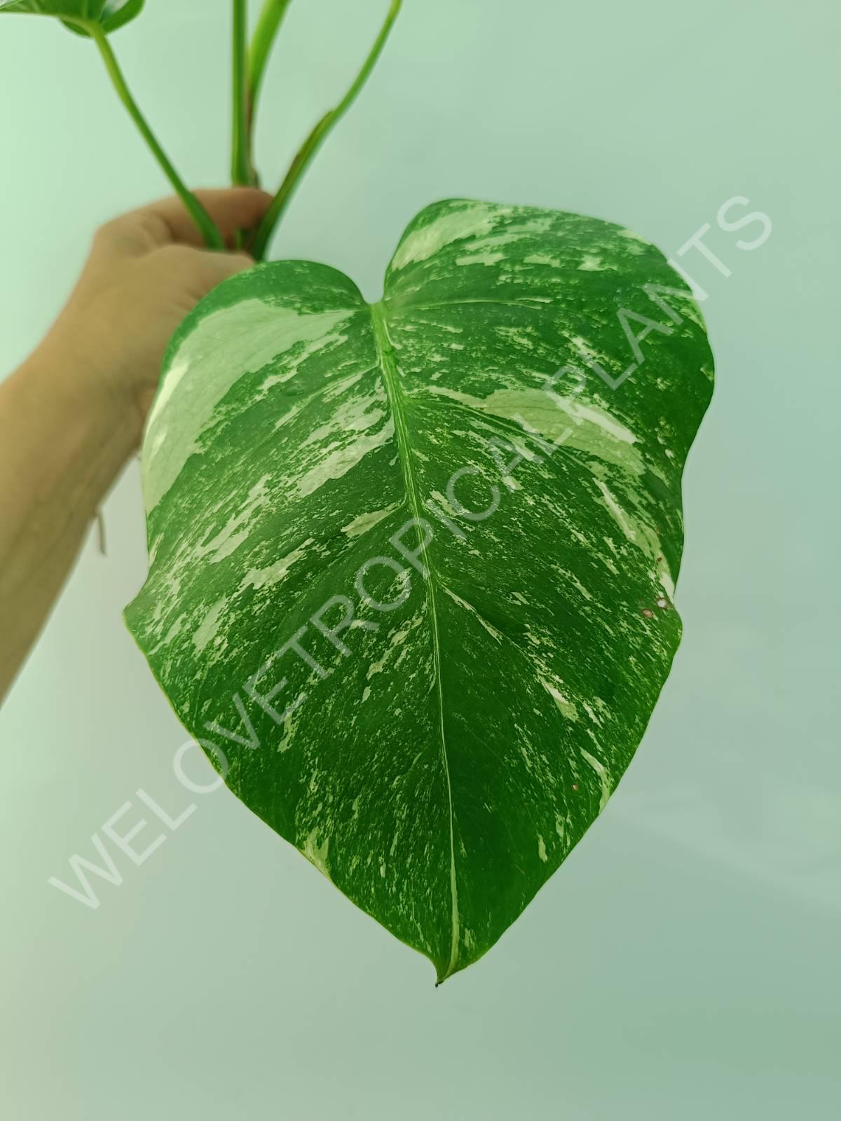 Monstera variegata albo