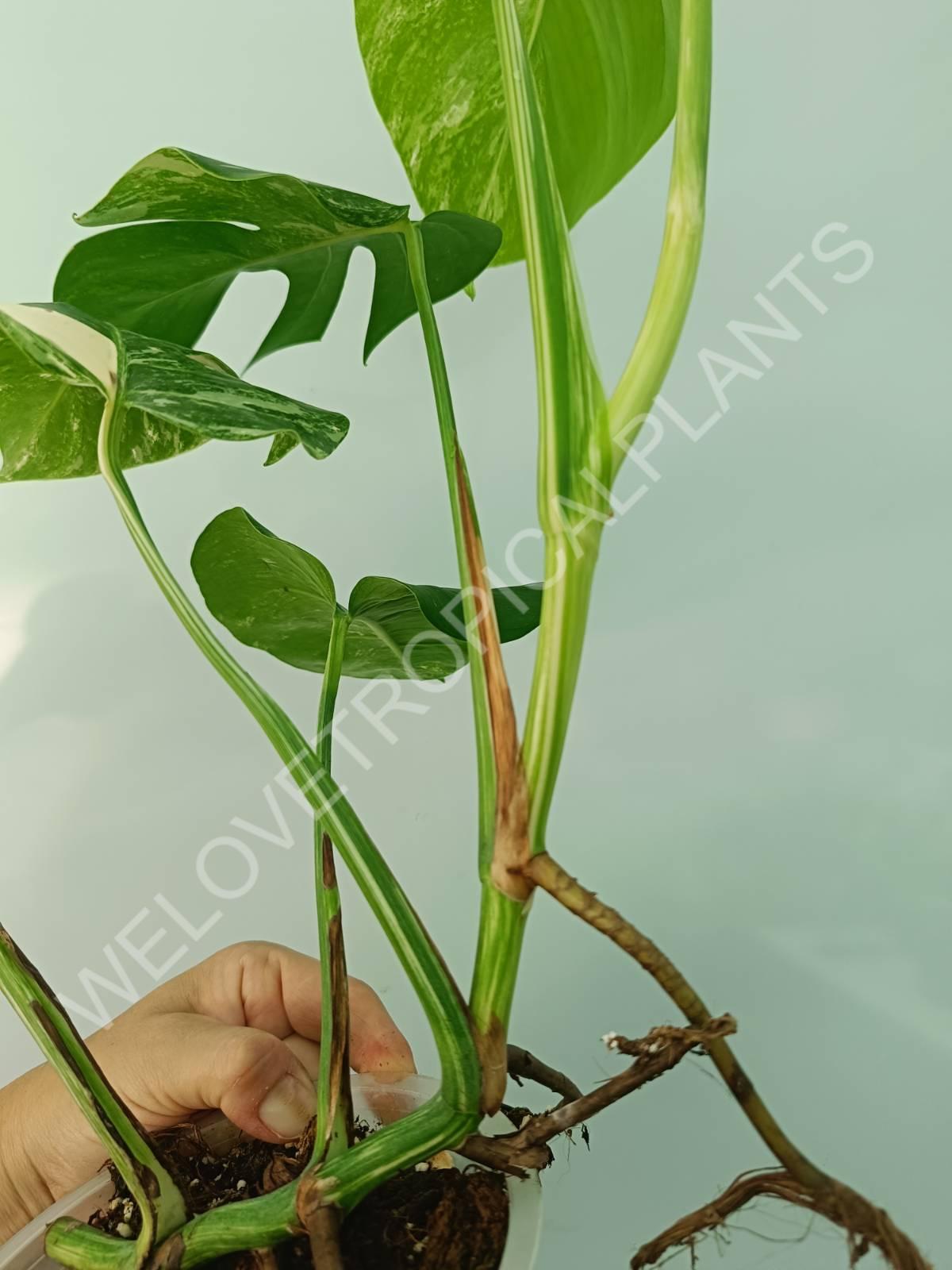 Monstera variegata albo