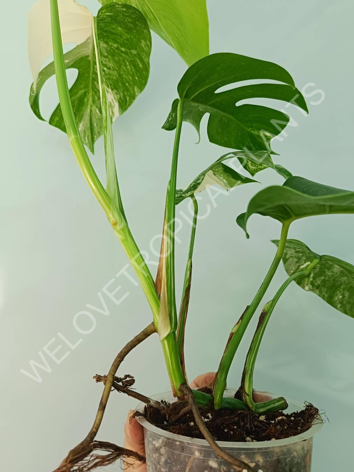 Monstera variegata albo