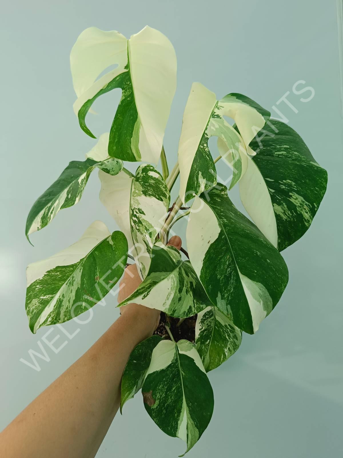 Monstera variegata albo