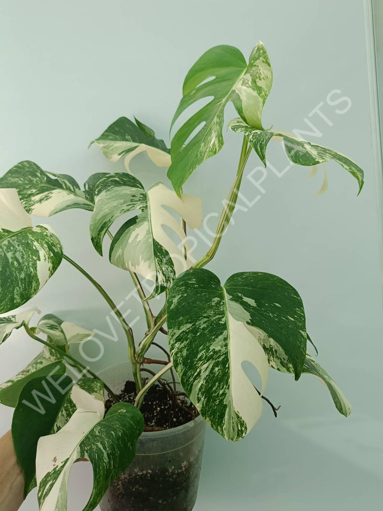 Monstera variegata albo