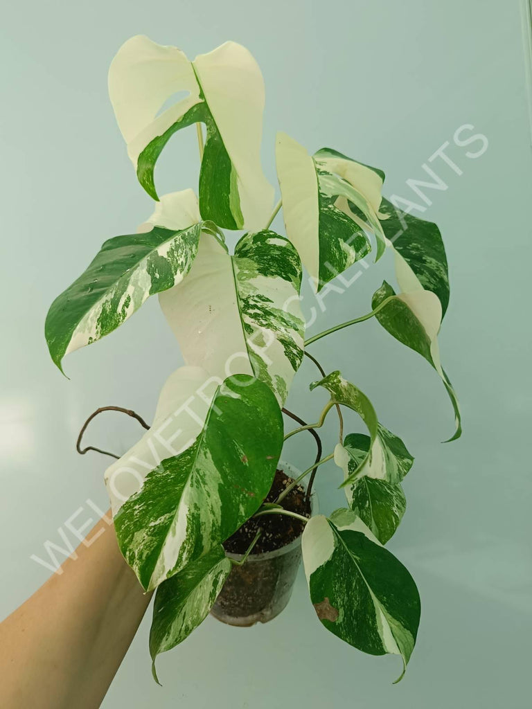 Monstera variegata albo