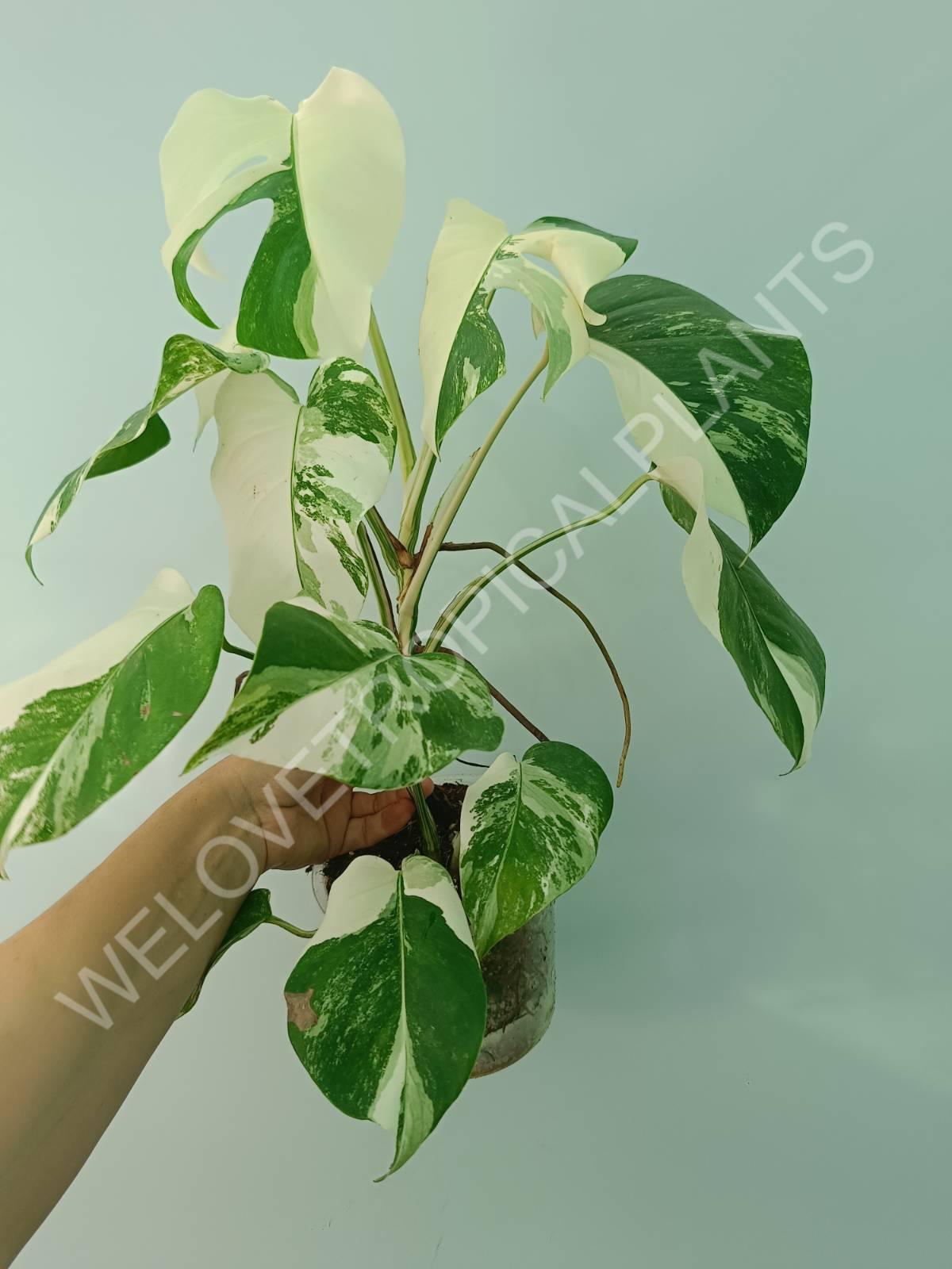 Monstera variegata albo