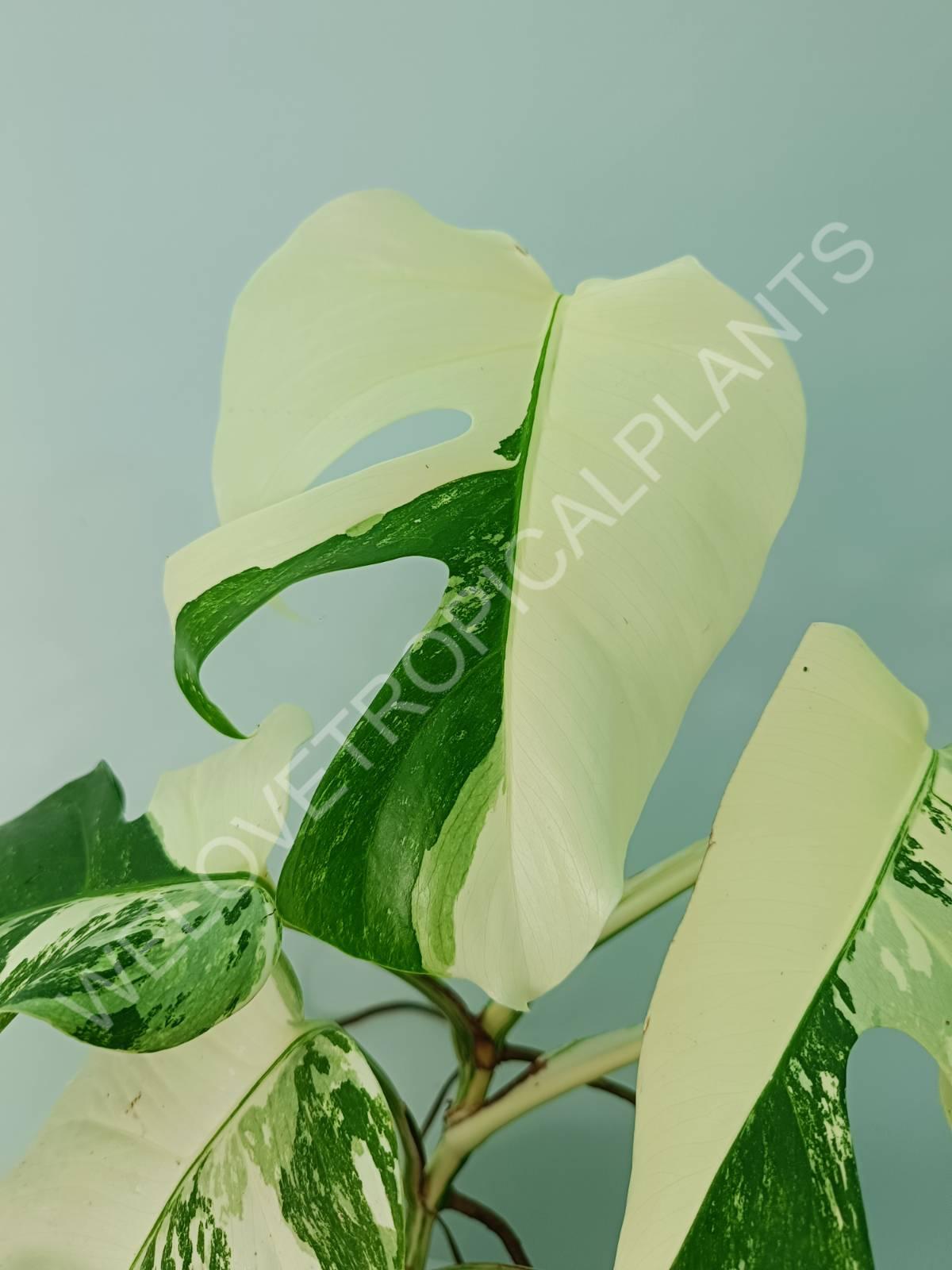 Monstera variegata albo