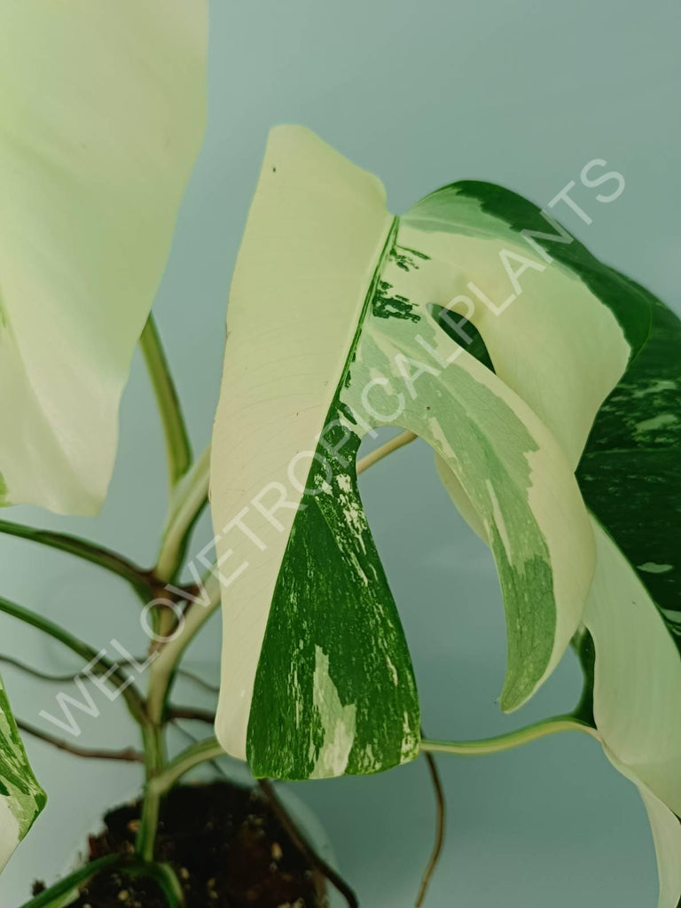 Monstera variegata albo