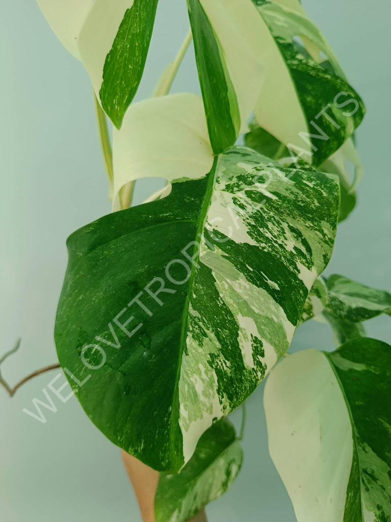 Monstera variegata albo