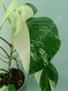 Monstera variegata albo