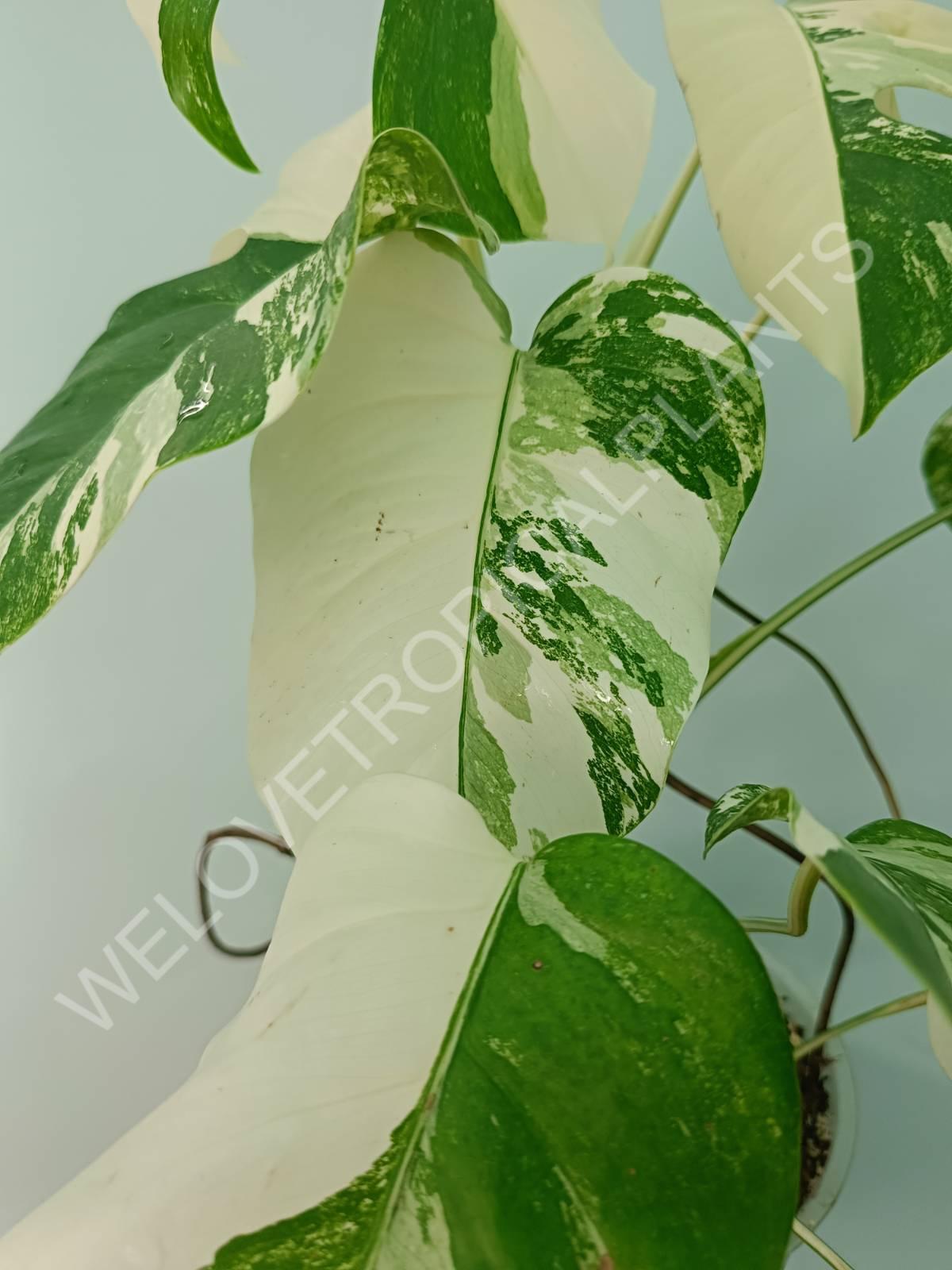 Monstera variegata albo