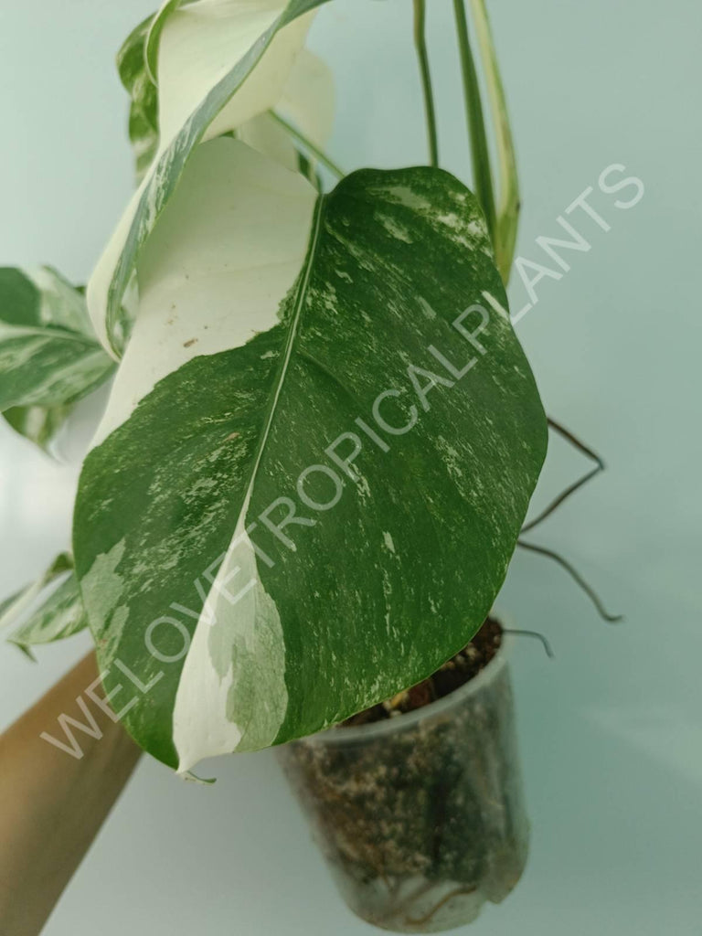 Monstera variegata albo