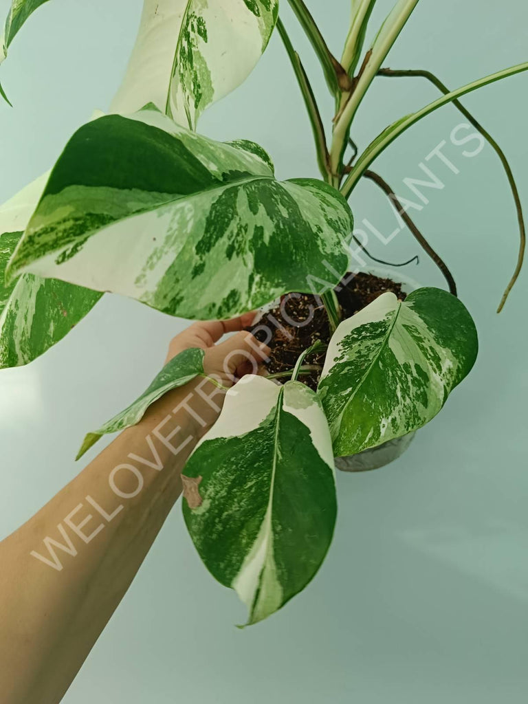 Monstera variegata albo