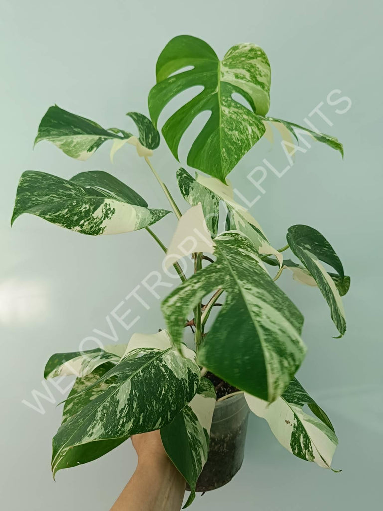 Monstera variegata albo