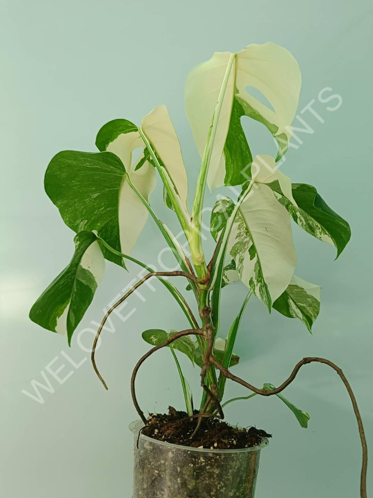 Monstera variegata albo