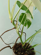 Monstera variegata albo