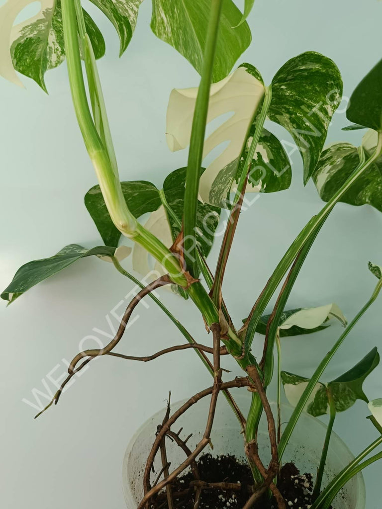 Monstera variegata albo