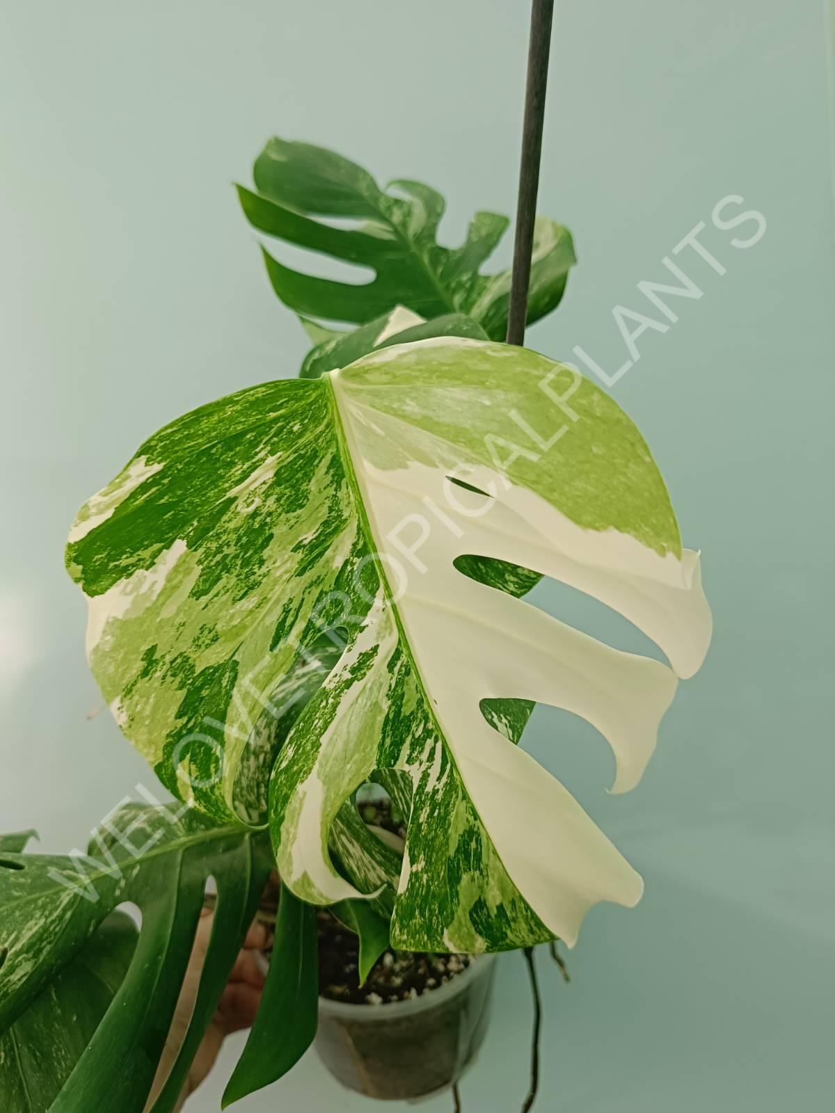 Monstera variegata albo