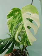 Monstera variegata albo