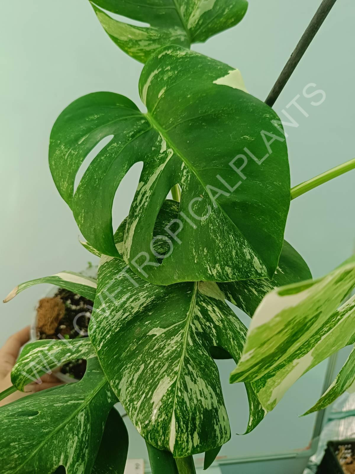 Monstera variegata albo