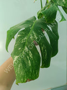 Monstera variegata albo