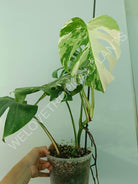 Monstera variegata albo