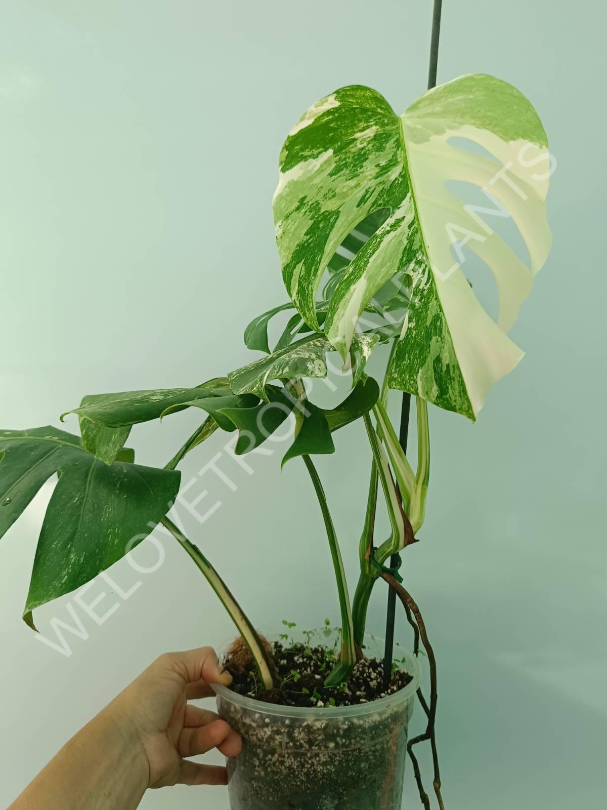 Monstera variegata albo