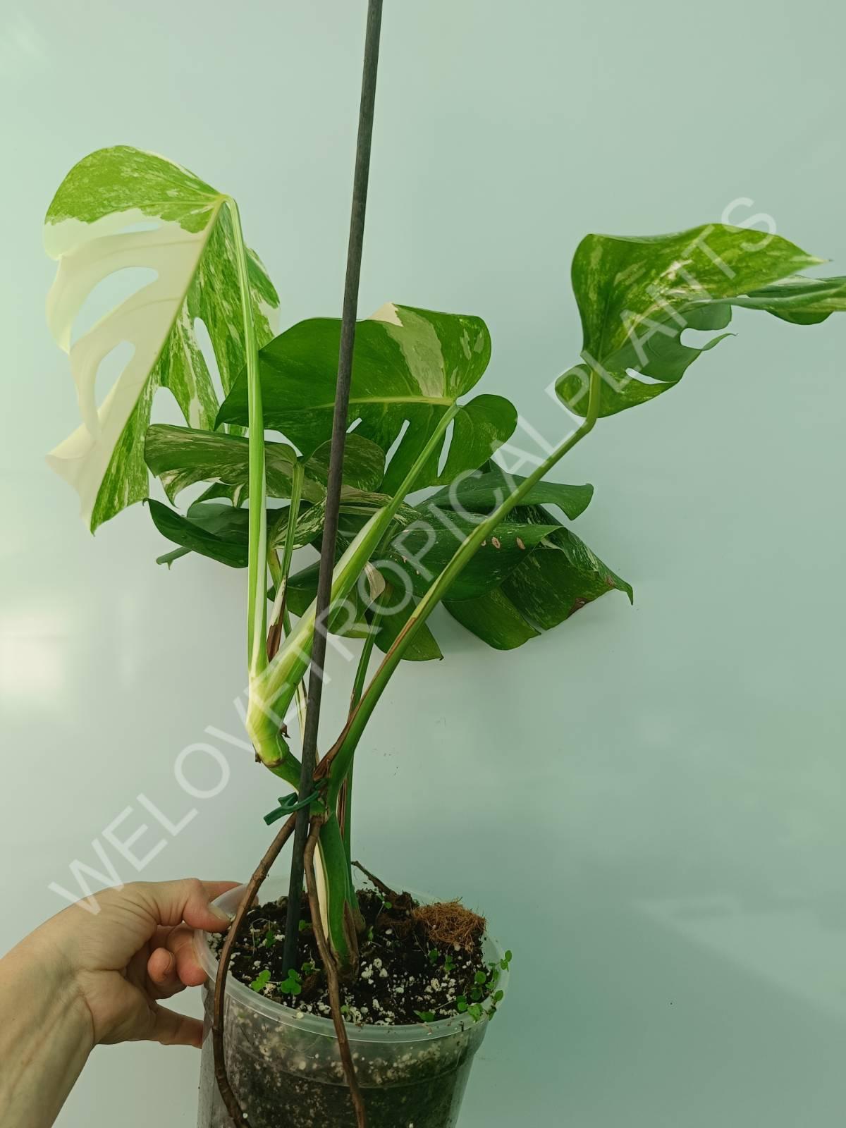 Monstera variegata albo