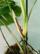 Monstera variegata albo